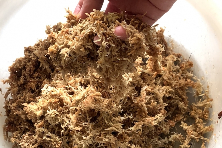 使う時は一回水で戻す