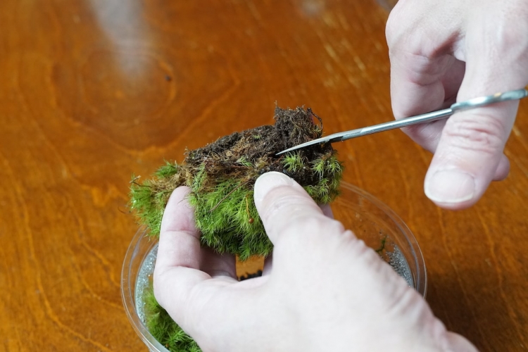 コケは土を切り落として使うべし