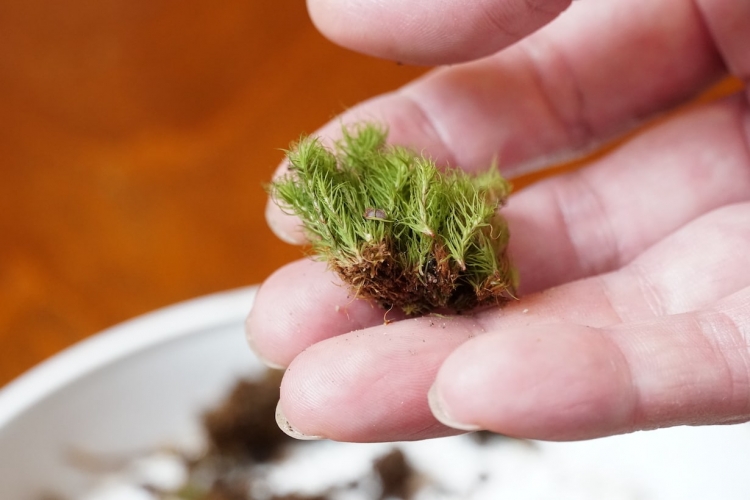 茶色いところが残るか残らないくらいまでカットしてOK