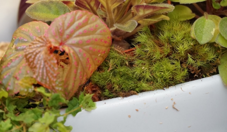 ほかの植物ともなじむコケ