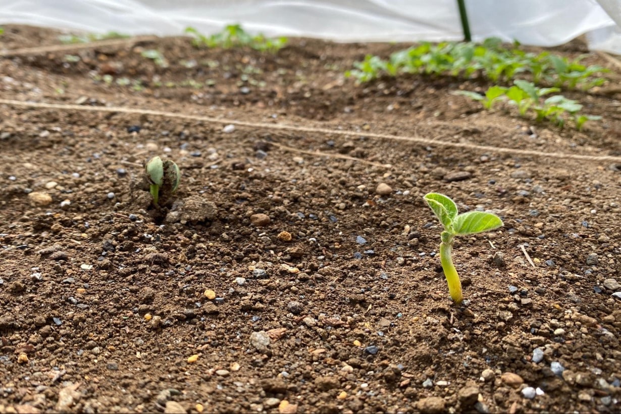 目指せ1年で30種類！ 「ひとコマ菜園」やってみた【お手入れ・初収穫編
