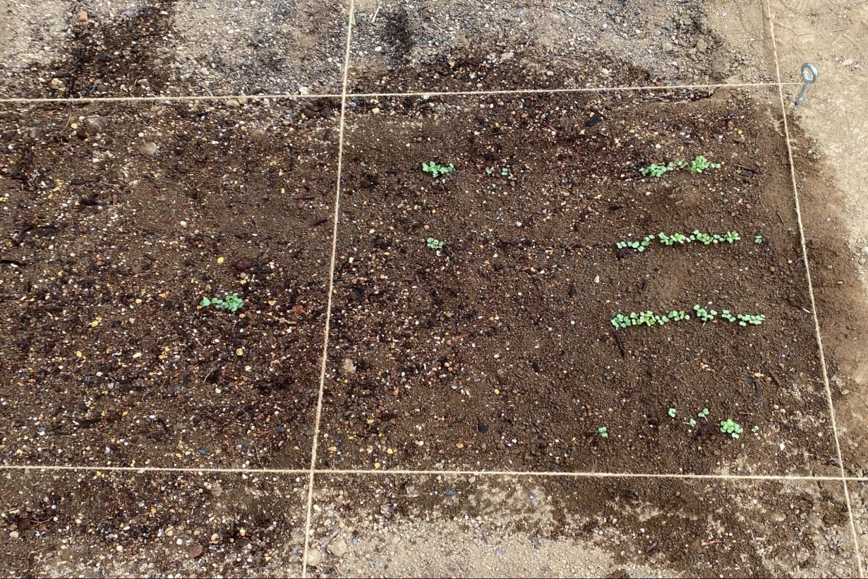 目指せ1年で30種類 ひとコマ菜園 やってみた お手入れ 初収穫編 となりのカインズさん