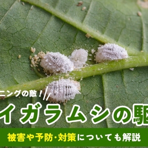 カイガラムシの駆除方法｜卵や幼虫どう退治する？ おすすめ薬剤も　