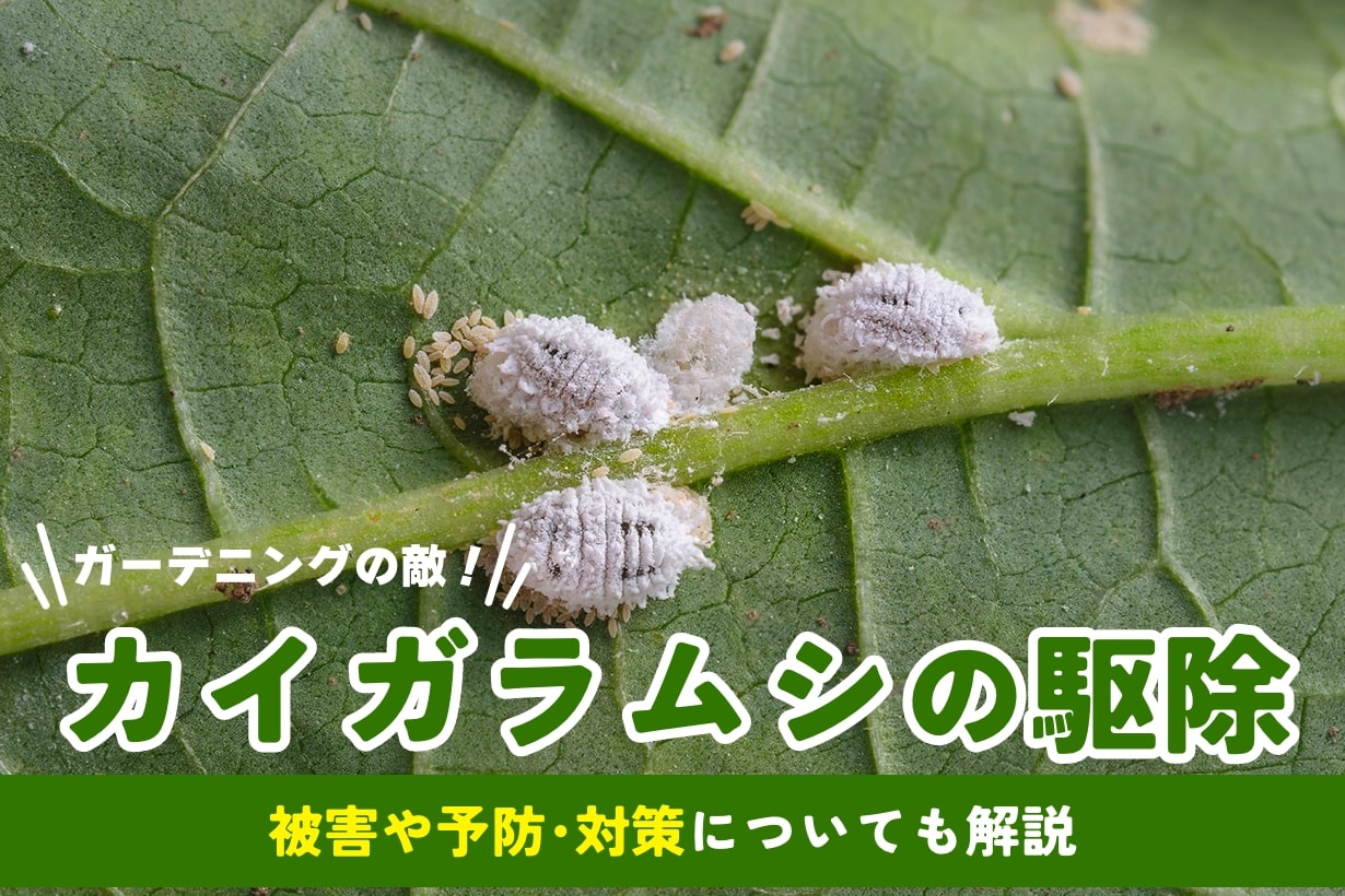 カイガラムシの駆除方法｜卵や幼虫どう退治する？ おすすめ薬剤も
