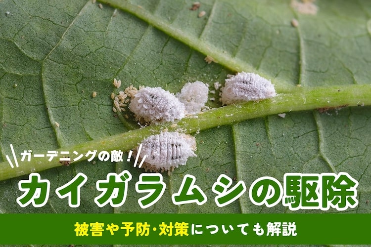 カイガラムシの駆除方法|卵や幼虫どう退治する? おすすめ薬剤も