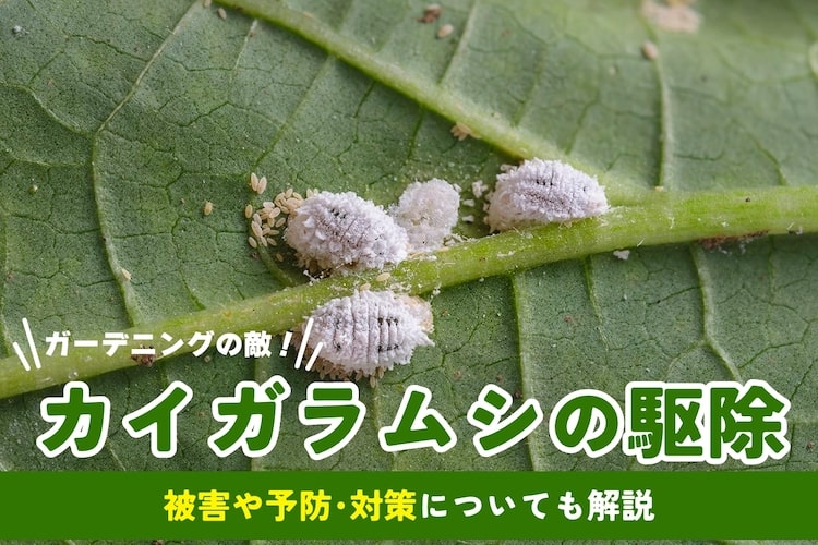 カイガラムシの駆除方法｜卵や幼虫どう退治する？ おすすめ薬剤も　