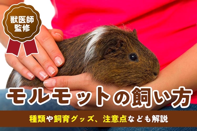 モルモットの飼い方|鳴き声からわかる気持ちを紹介【獣医師監修】