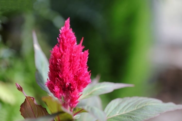 紫の花の育て方や種類は 季節ごとに人気の花をピックアップして解説 となりのカインズさん