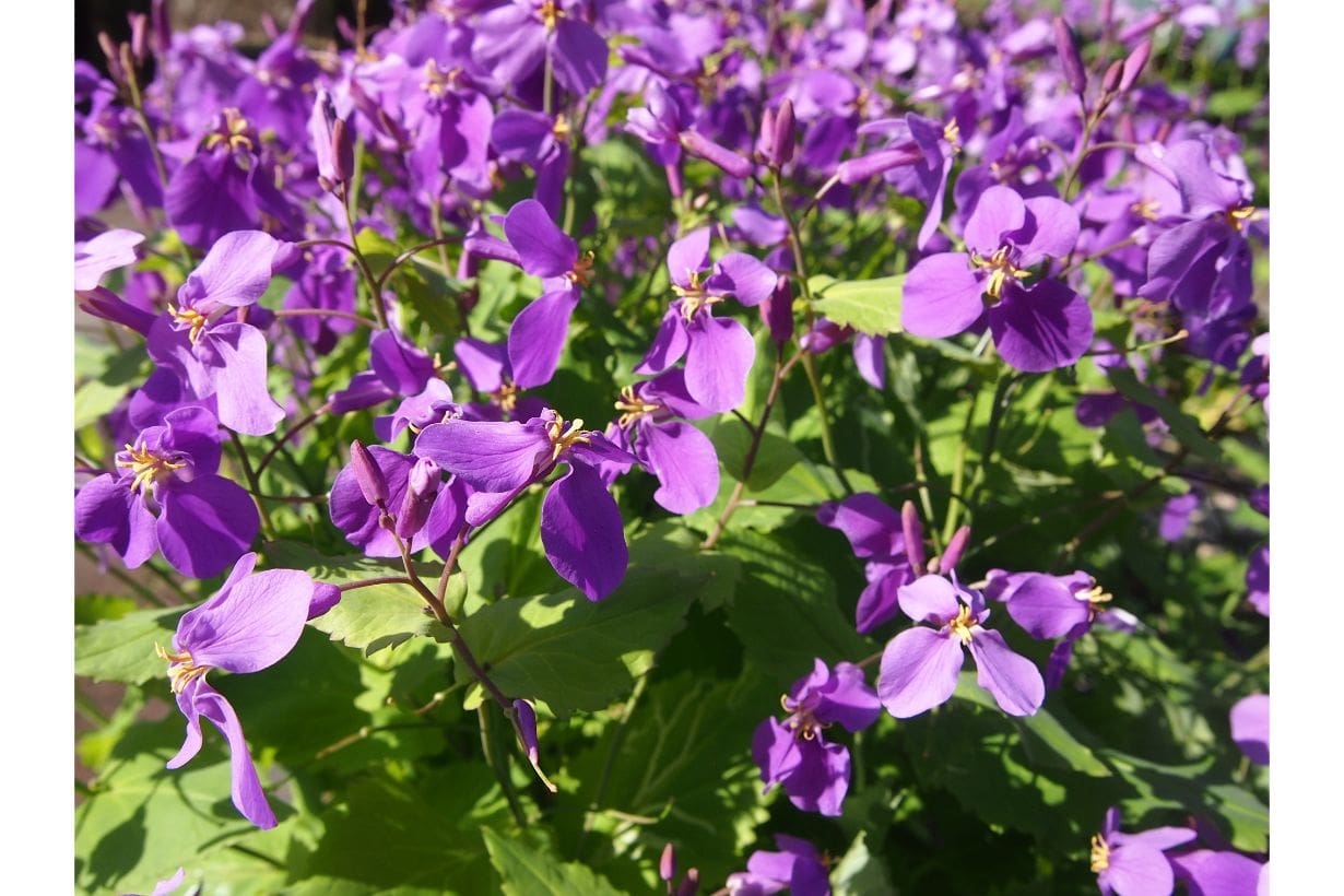 春の花｜紫やピンクなど豊富な花色！ 3月・4月・5月に咲く30選