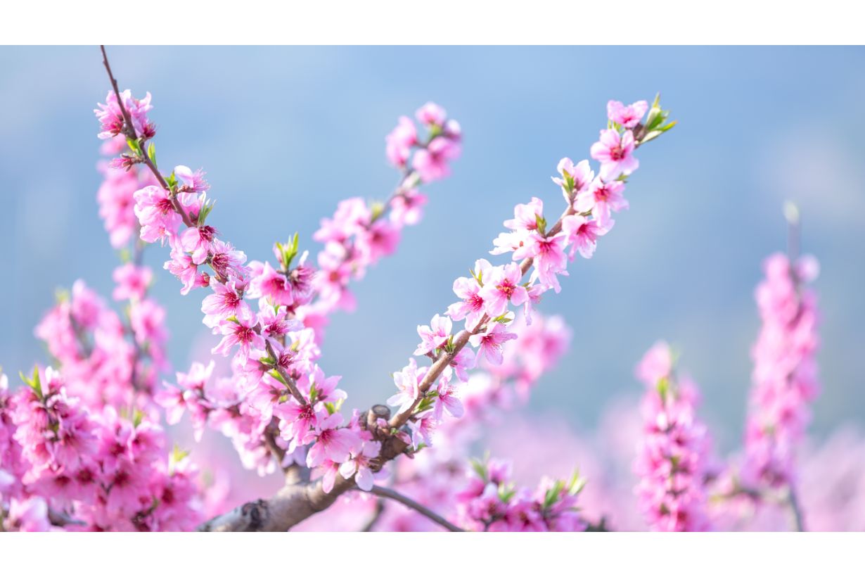 春に咲く花30選 3 5月に楽しめる花の種類 特徴 育てるポイントを解説 となりのカインズさん 春に咲く花30選 3 5月に楽しめる花の種類 特徴 育てるポイントを解説 となりのカインズさん