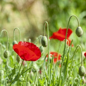 白粉花 オシロイバナ の栽培方法を徹底解説 注意すべき病気 害虫も紹介 となりのカインズさん