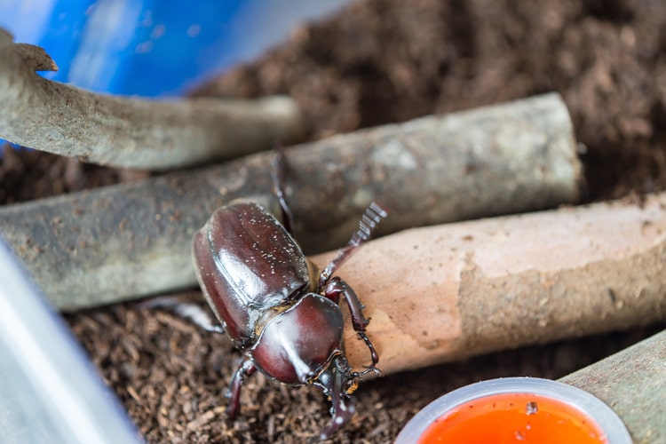 カブトムシの飼育方法とは 幼虫 成虫ごとのポイントと 必要なものやエサなどの基礎知識について解説 となりのカインズさん