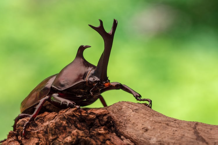 カブトムシの飼育方法とは 幼虫 成虫ごとのポイントと 必要なものやエサなどの基礎知識について解説 となりのカインズさん