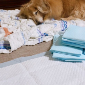 キャンプ女子と愛犬の一日に密着 便利なペットキャンプグッズをいろいろ使ってもらった となりのカインズさん
