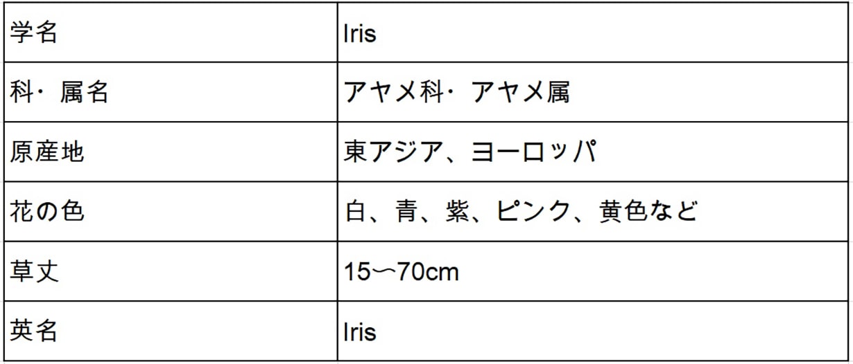 アイリスの種類別 色別の花言葉 ガーデニングのコツや注意点を紹介 となりのカインズさん