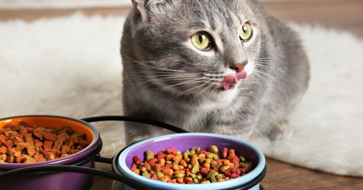 猫 エサ ごはん まとめ売り ねこのごはん 国産お魚ミックス DCM 成猫用ドライフード 7kg