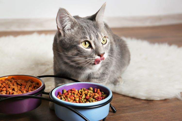 猫餌のおすすめ10選!選び方や与えてはいけない食べ物まで丁寧に解説!