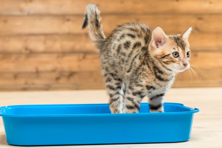 猫トイレのおすすめ10選!初心者向けに選び方を分かりやすく解説!
