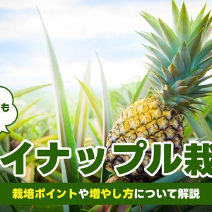 パイナップルの育て方・栽培方法｜冬越しのコツなど鉢植えのコツ伝授