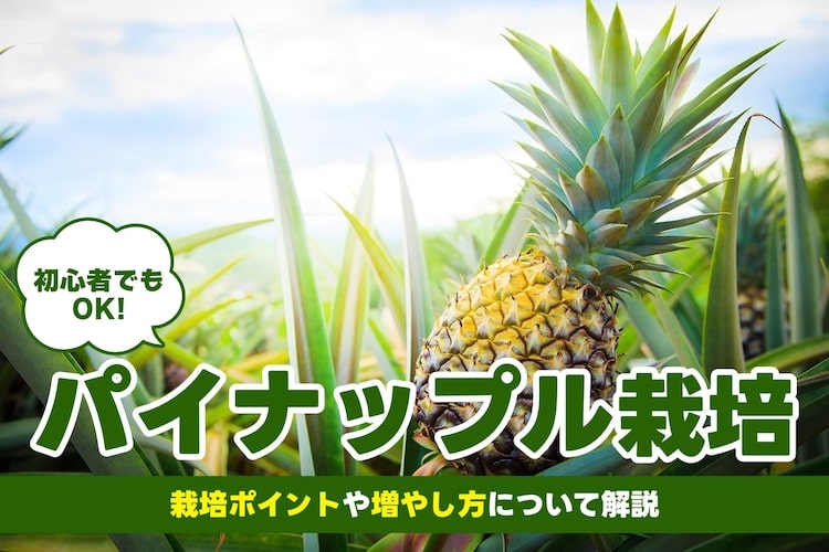 パイナップルの育て方・栽培方法|冬越しのコツなど鉢植えのコツ伝授