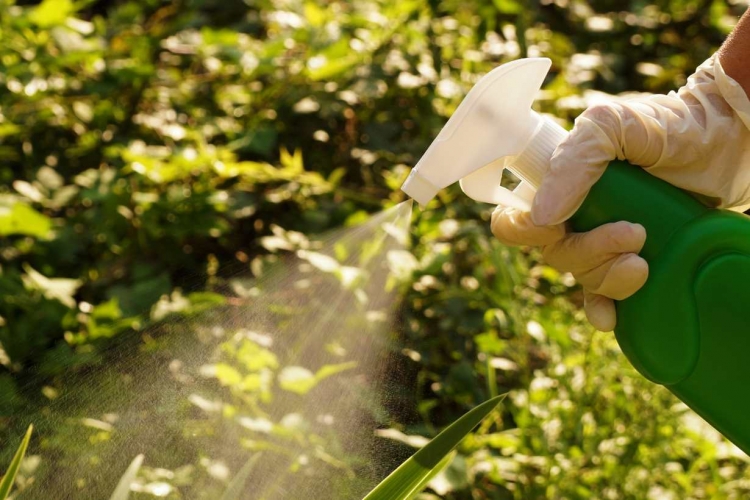 除草剤の効果的な使い方とは 種類や選び方 安全に使うための準備について解説 となりのカインズさん