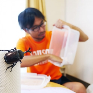 本当にカブトムシが心地いい飼育法をプロに聞いて、カブトムシを過保護に育てる