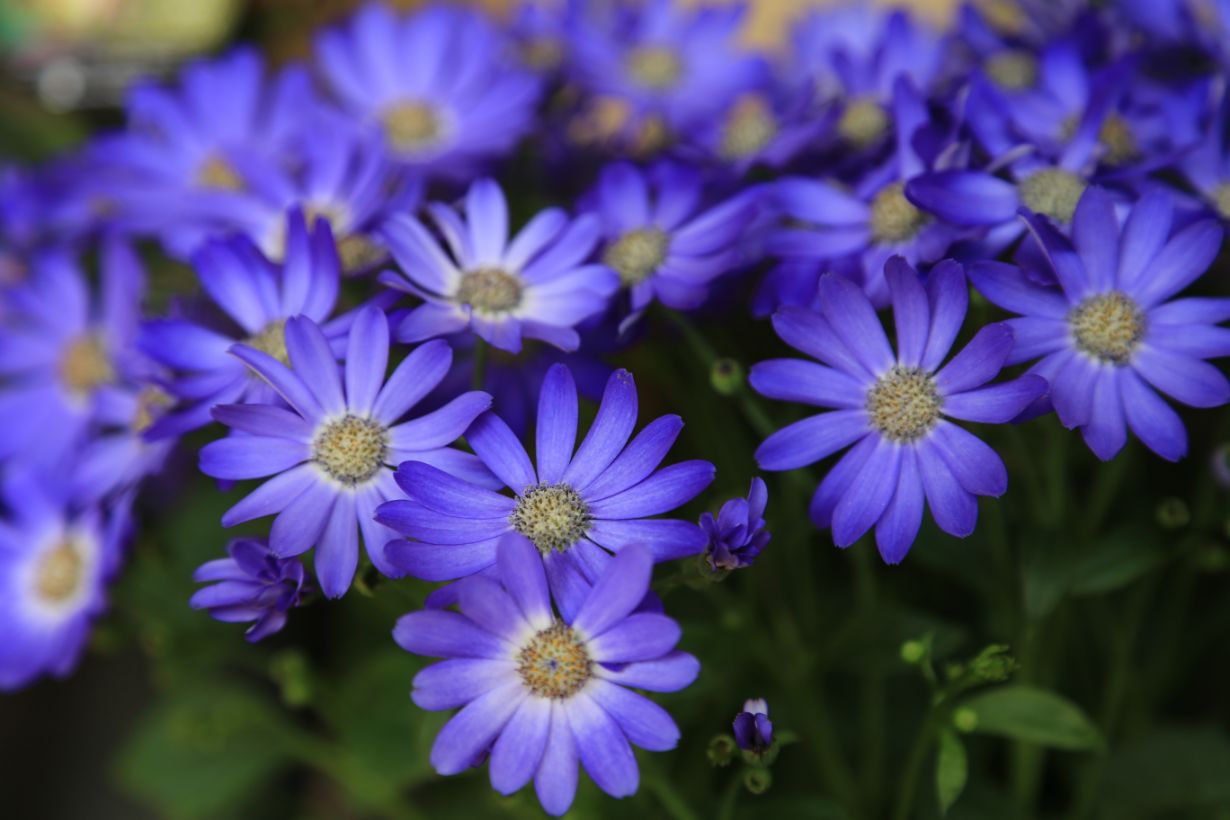 11月に咲く花にはどんなものがある？ 育て方のポイントも詳しく紹介