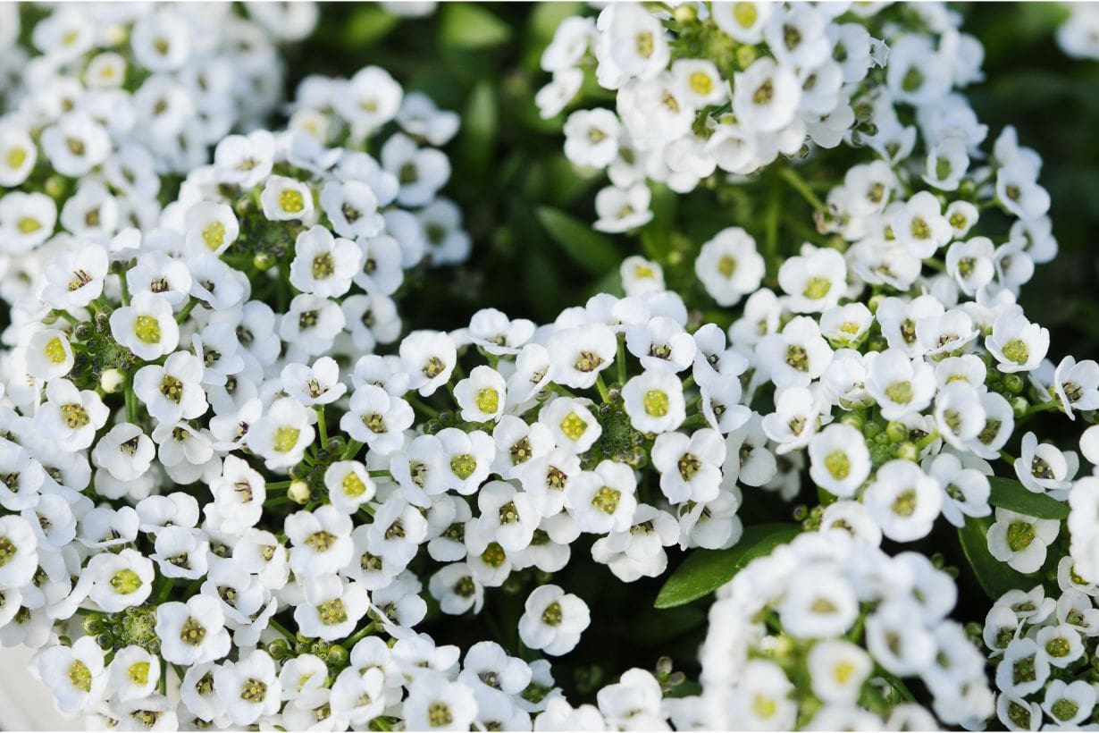 11月に咲く花にはどんなものがある？ 育て方のポイントも詳しく紹介