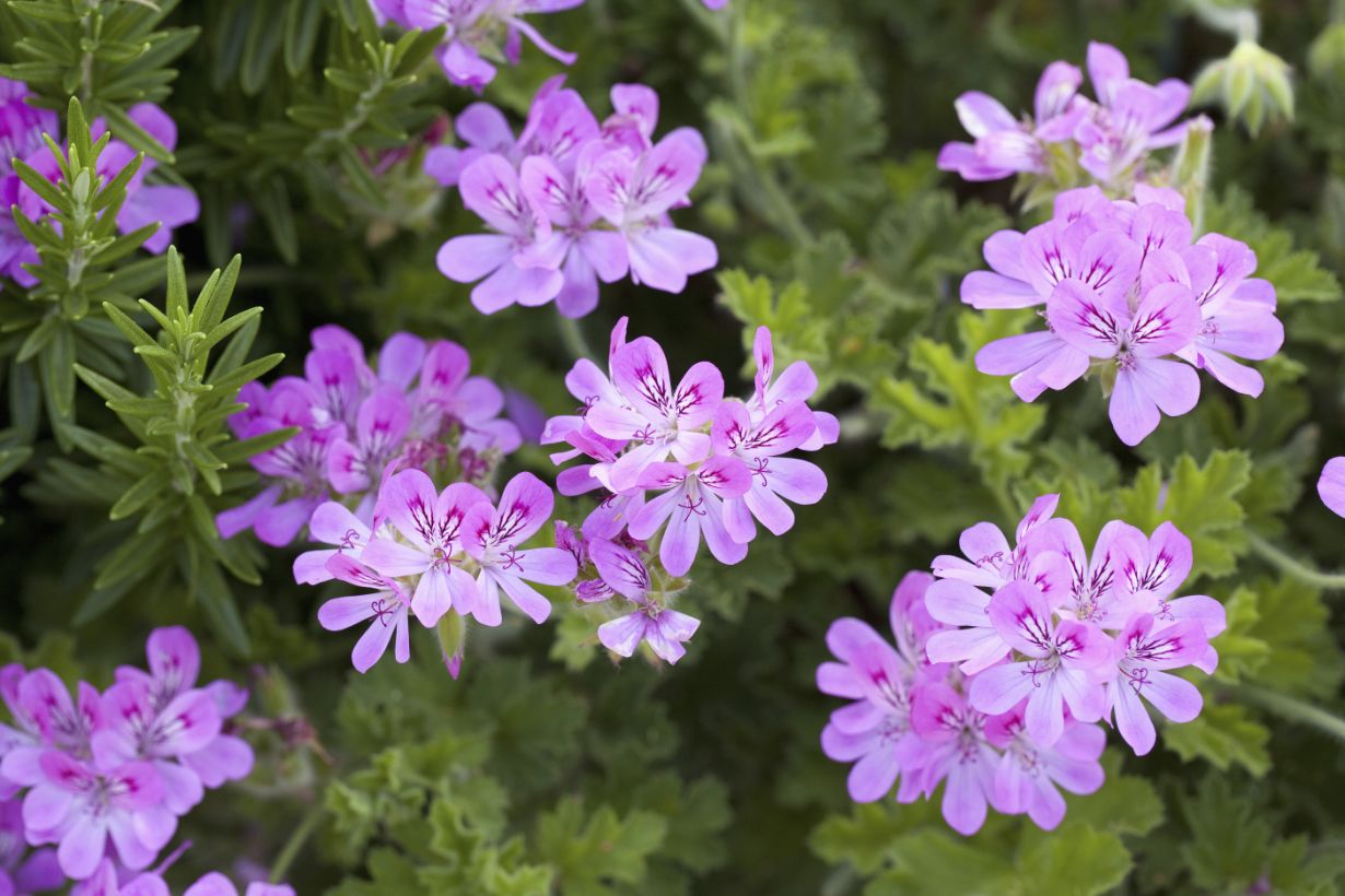 11月に咲く花にはどんなものがある？ 育て方のポイントも詳しく紹介