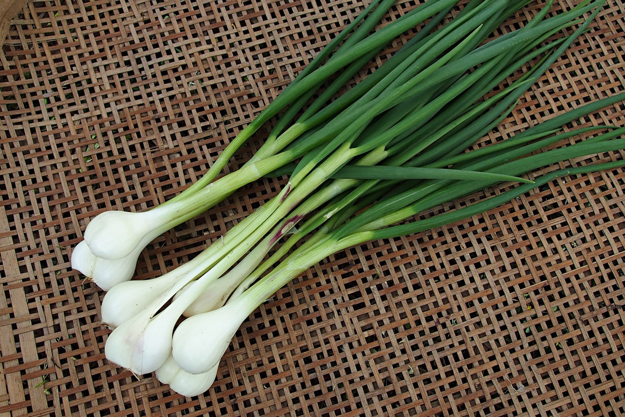 9 月 野菜 植える