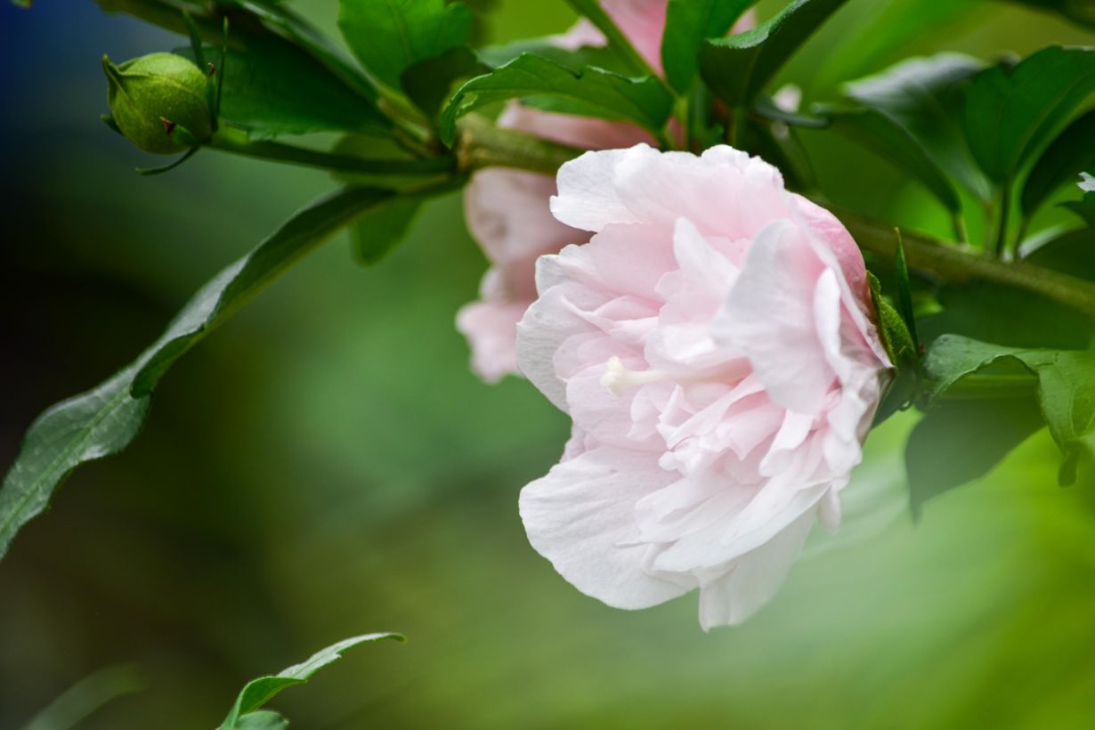 夏の庭を彩るムクゲの花 特徴や品種 花をキレイに咲かせる育て方のコツなど基本情報 となりのカインズさん