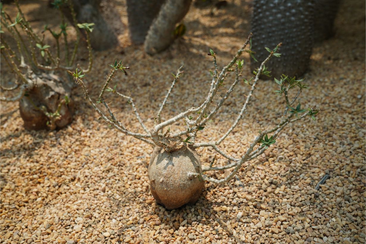 人気の塊根植物(コーデックス)とは？ 種類や育て方をわかりやすく解説