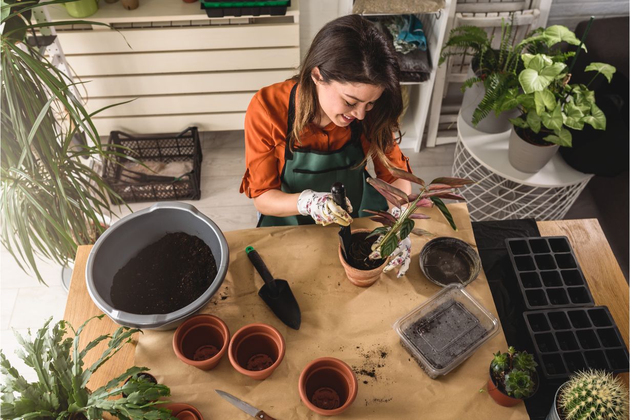 人気の塊根植物 コーデックス とは 種類や育て方をわかりやすく解説 となりのカインズさん