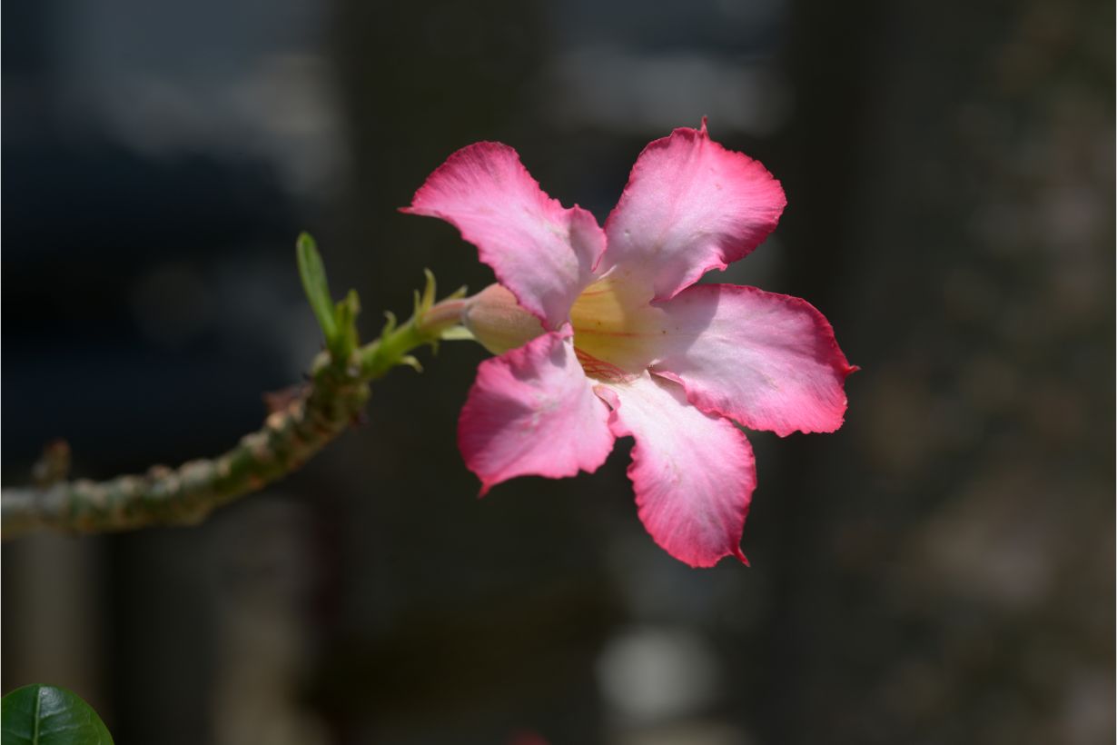 人気の塊根植物 コーデックス とは 種類や育て方をわかりやすく解説 となりのカインズさん