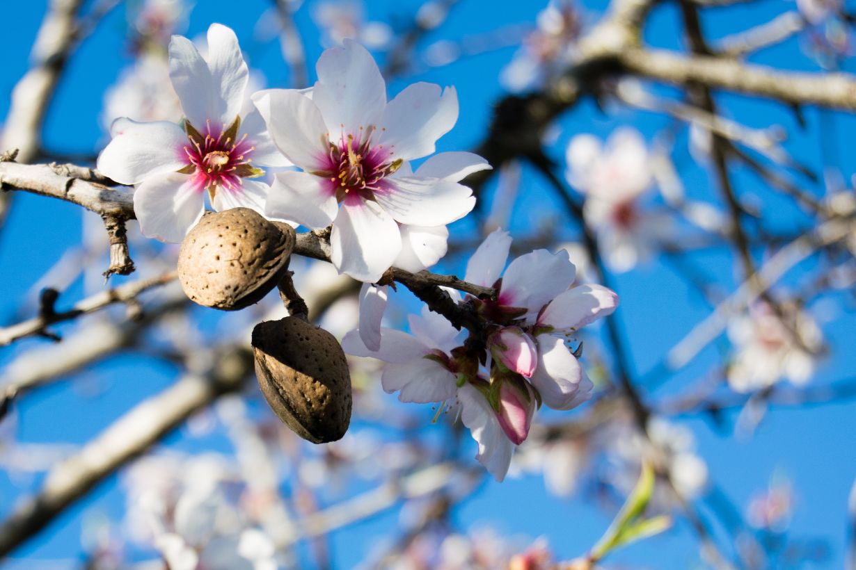 almond-flowers_04-min.jpg