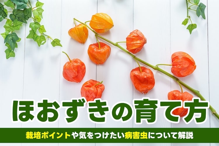 ほおずきの育て方【種まきの季節や水やりのコツ、肥料の与え方】