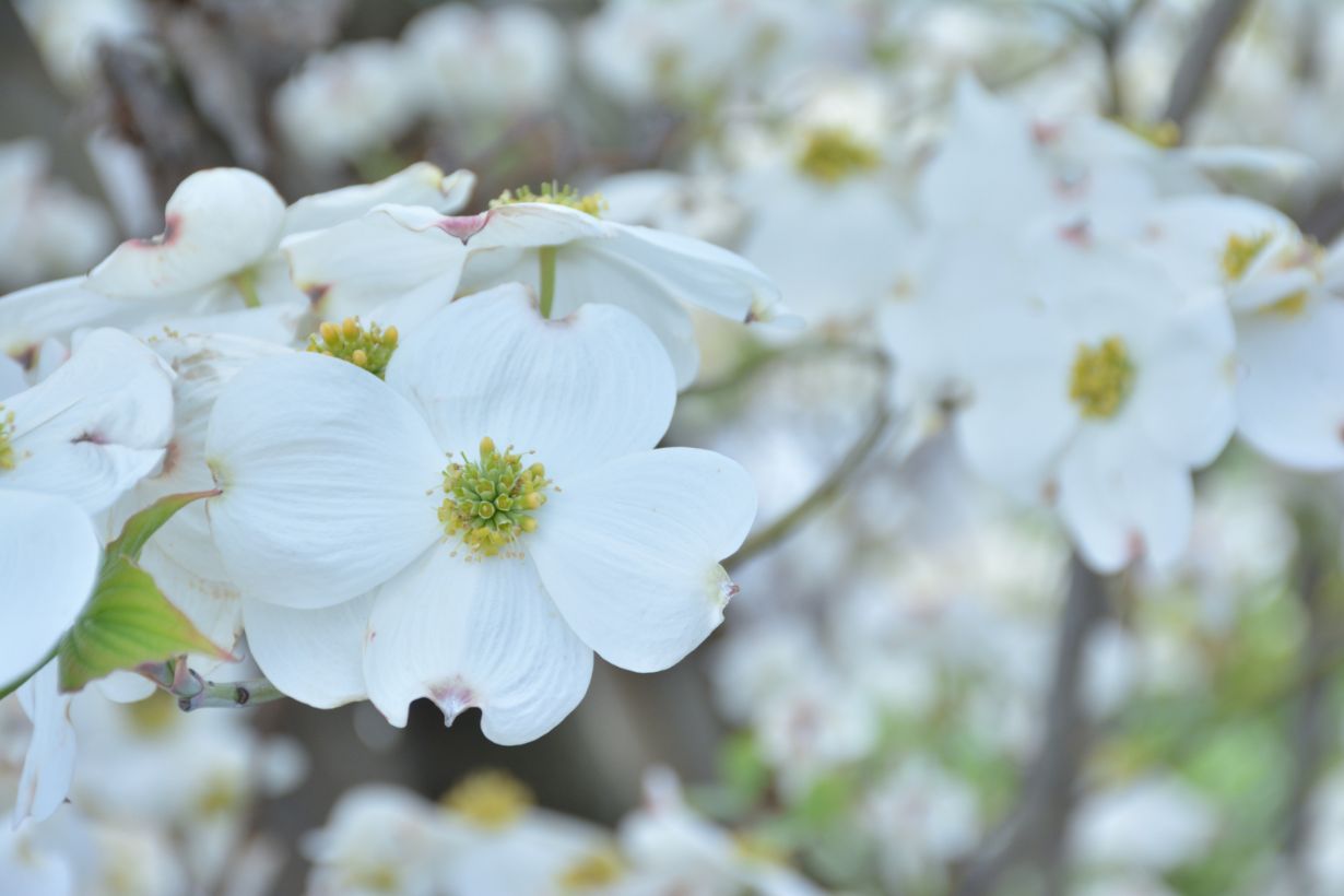 ハナミズキの花言葉や種類は？ 育て方や注意点まで解説！ | となりの