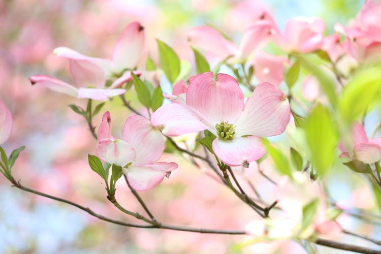 ハナミズキの花言葉や種類は？育て方や注意点まで解説！