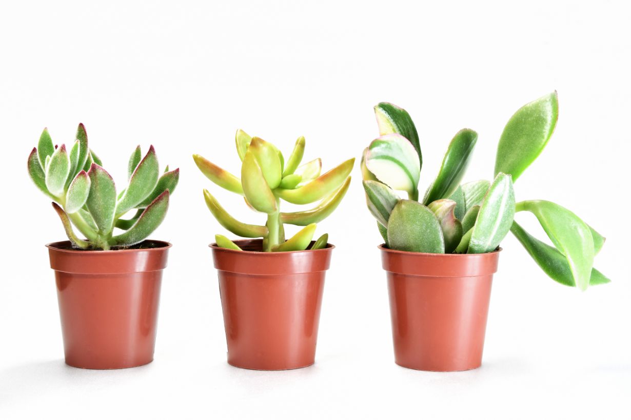 多肉植物の増やし方と楽しみ方 増やし方別にマッチする品種も紹介 となりのカインズさん