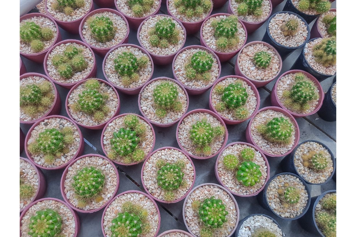 専用 多肉植物 プベスケンス 葉挿し