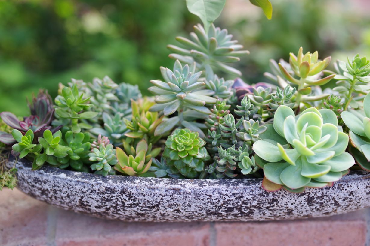 多肉植物の増やし方と楽しみ方 増やし方別にマッチする品種も紹介 となりのカインズさん 多肉植物の増やし方と楽しみ方 増やし方別にマッチする品種も紹介 となりのカインズさん