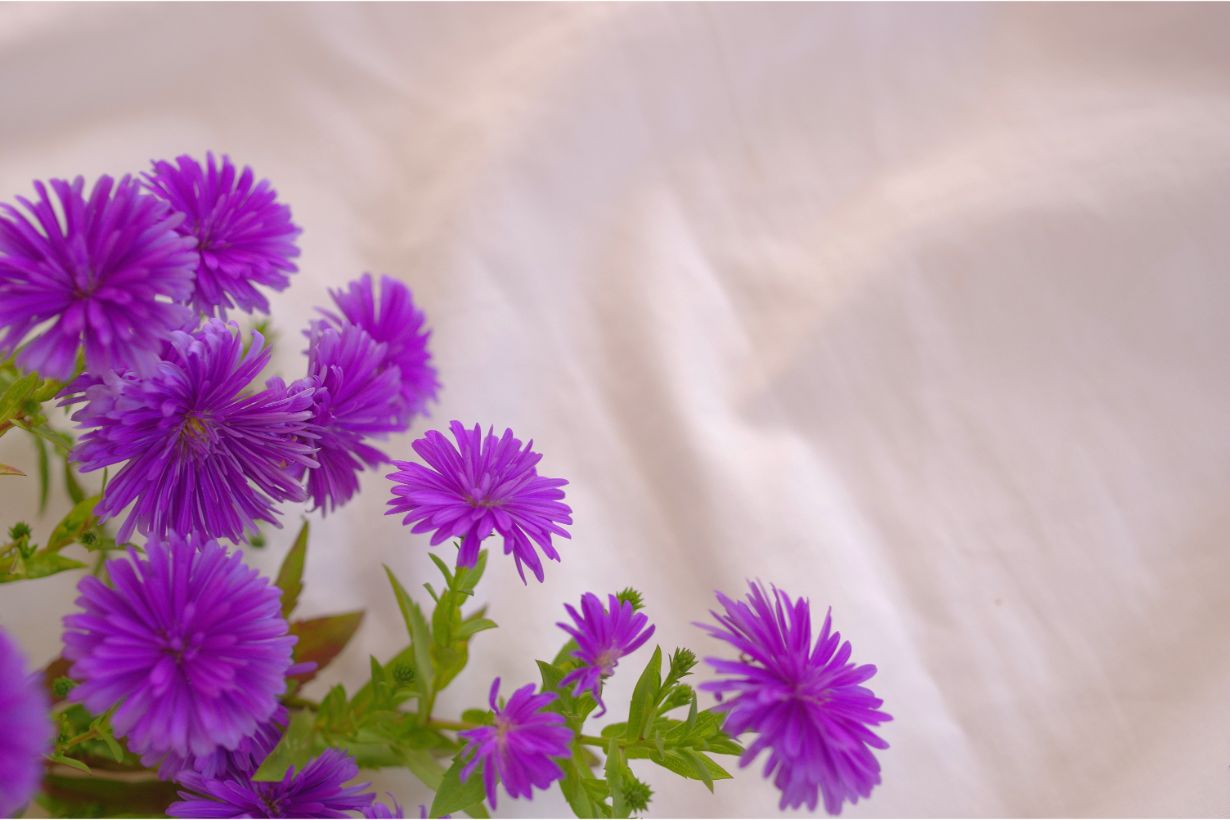 仏花にも使えるアスターの花 特徴や育て方 切り花を長持ちさせるコツを紹介 となりのカインズさん 仏花にも使えるアスターの花 特徴や育て方 切り花を長持ちさせるコツを紹介 となりのカインズさん
