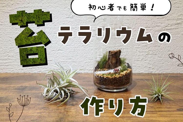 苔テラリウムの作り方|全体の流れから土の扱い方まで人気店が伝授!