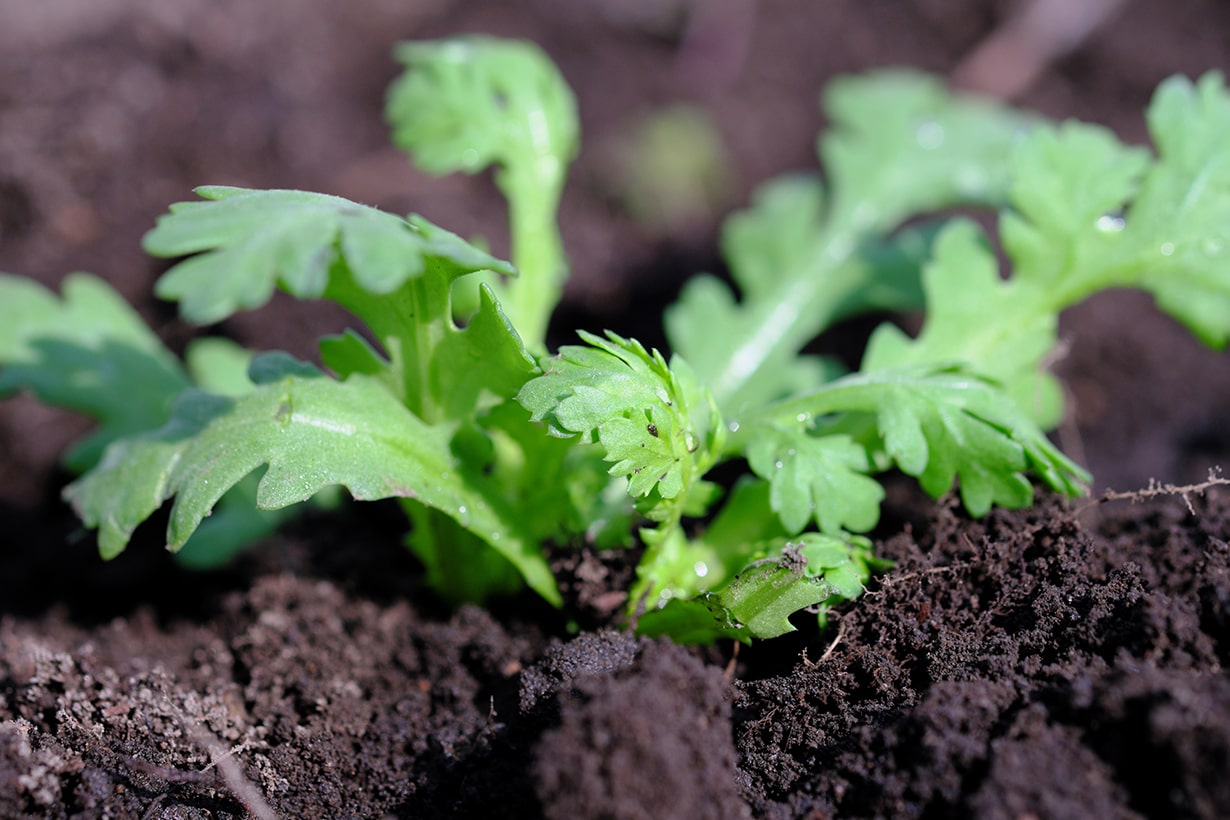 プランターでもできる10月からの家庭菜園 簡単 おすすめの野菜7選 となりのカインズさん