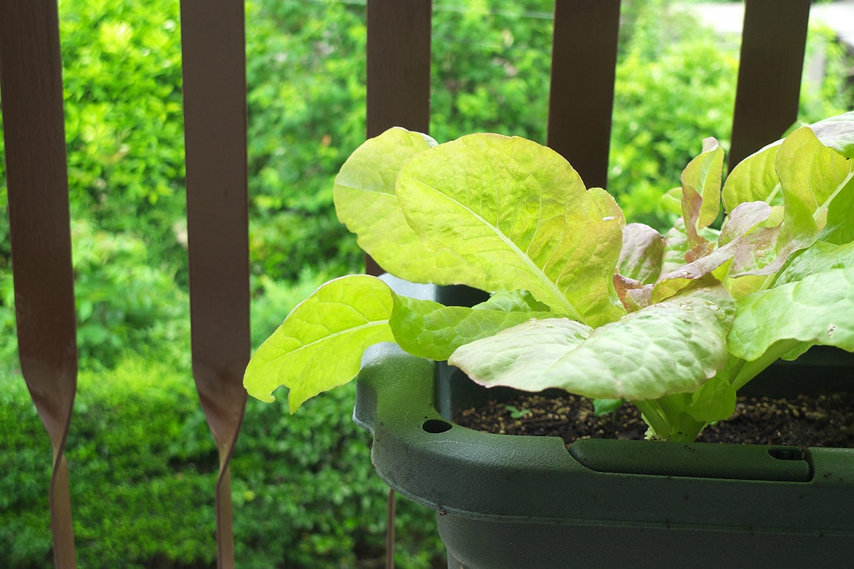 プランターでもできる10月からの家庭菜園 簡単 おすすめの野菜7選 となりのカインズさん