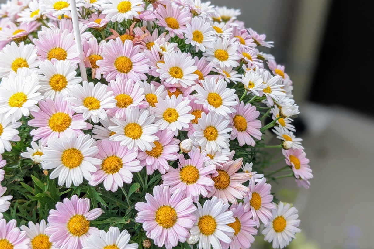 花咲く エクストラパック 第52弾 恋♡乙女の聖戦 ｜ Z/X - Zillions of enemy