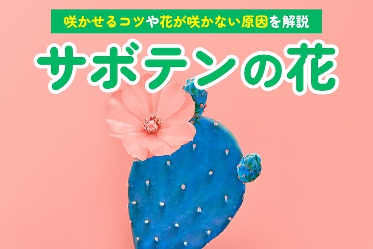 サボテンの花を咲かせるコツ|花が咲く品種や咲かない原因を解説