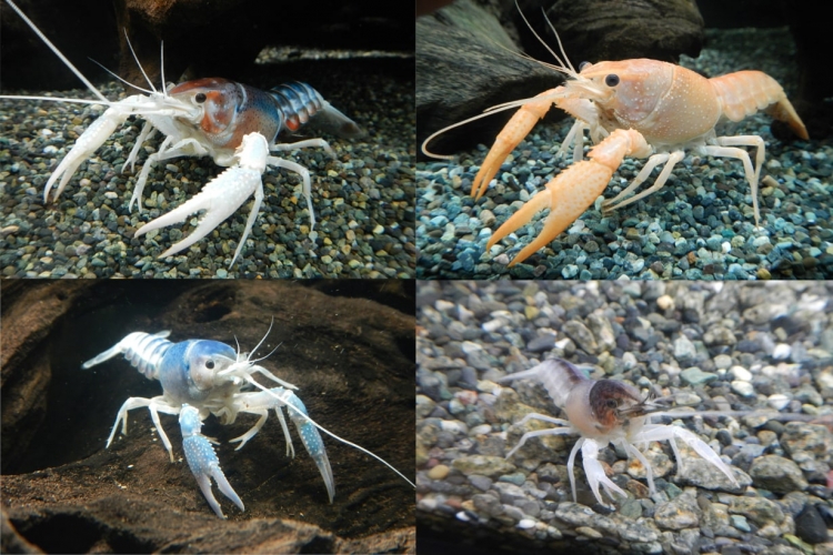 ザリガニの変異種