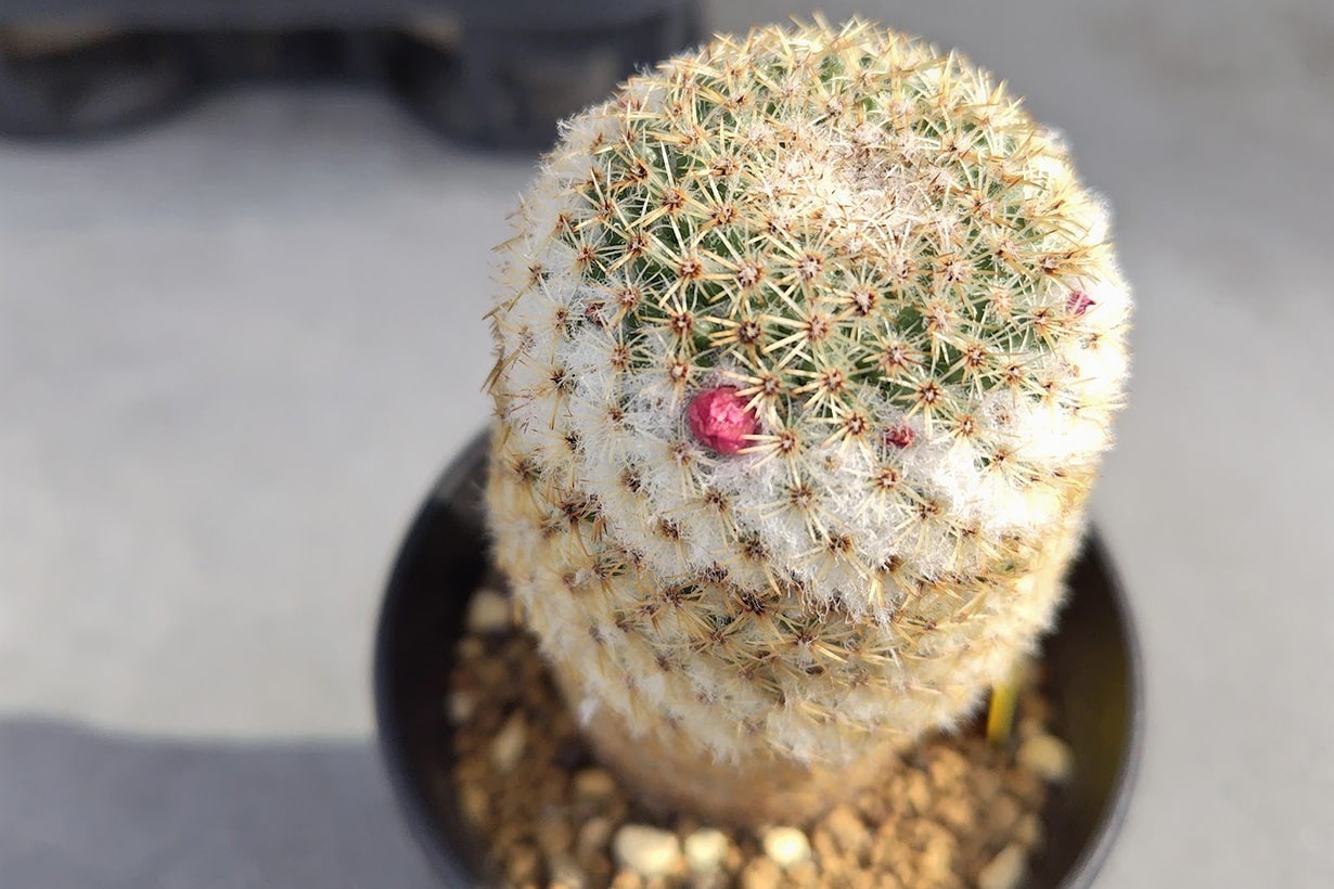 サボテンの花を咲かせるコツ｜花が咲く品種や咲かない原因を解説