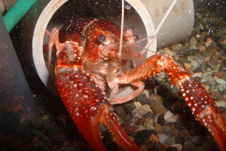 塩化ビニールの管に隠れるザリガニ